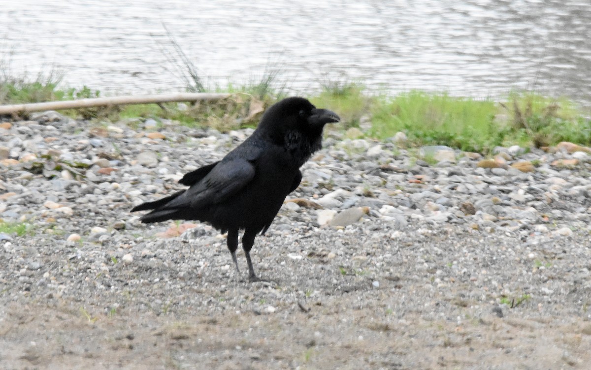Common Raven - ML647601318
