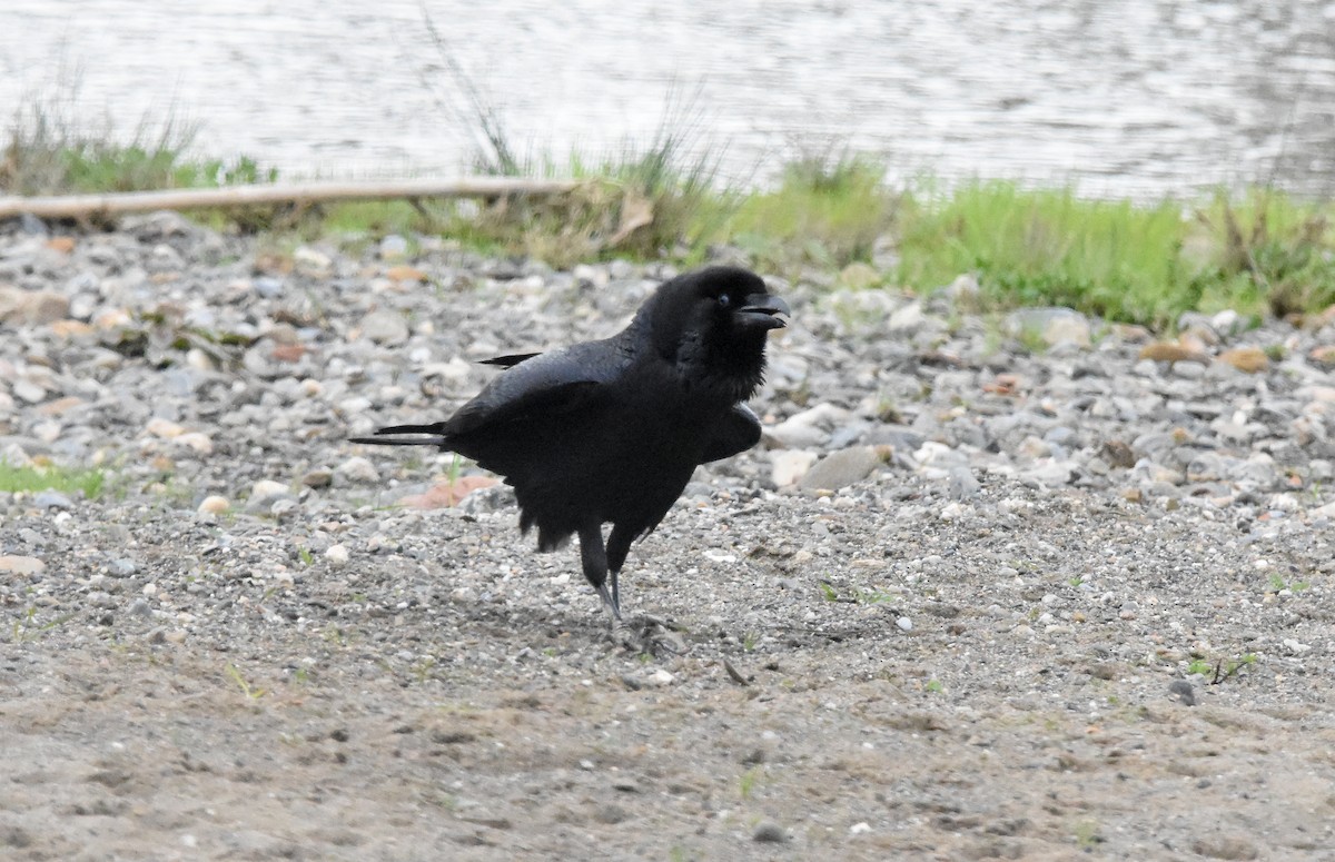 Common Raven - ML647601319