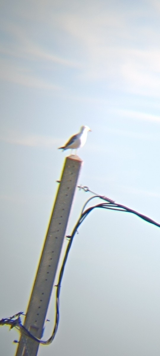 ニシセグロカモメ - ML647601350