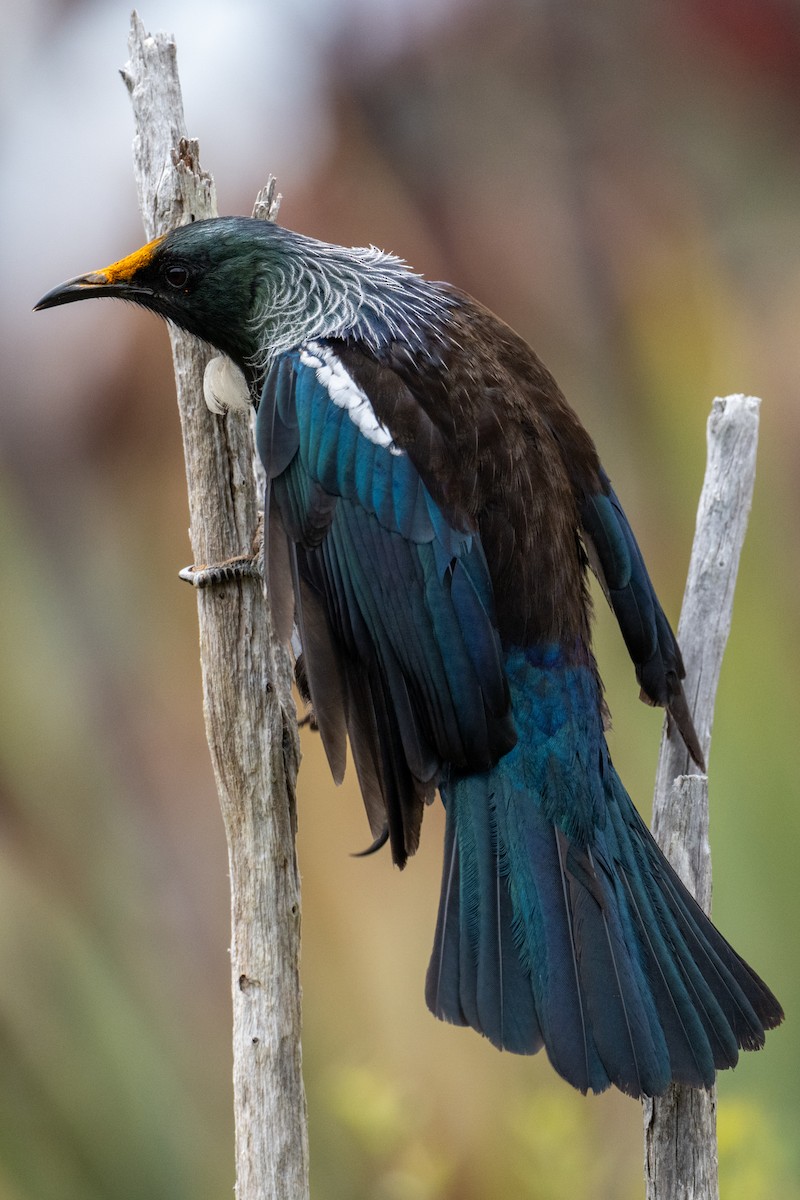 Пое - ML647601351