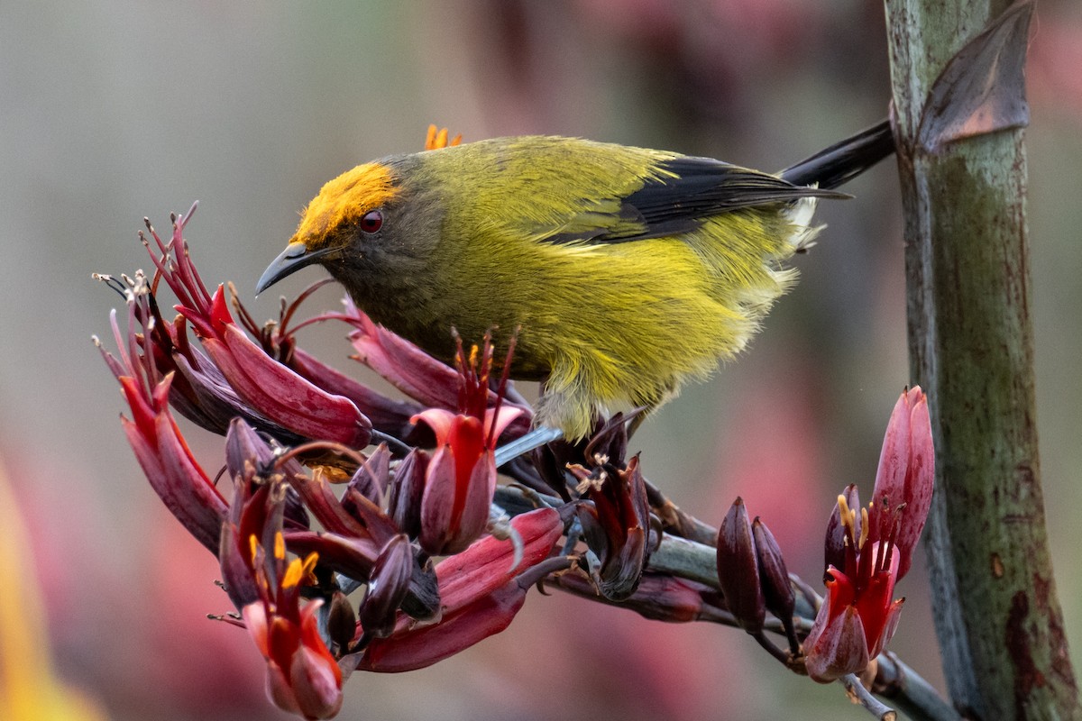 Макомако новозеландський - ML647601369