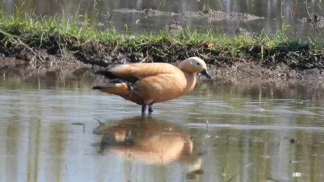 Rostgans - ML647601429