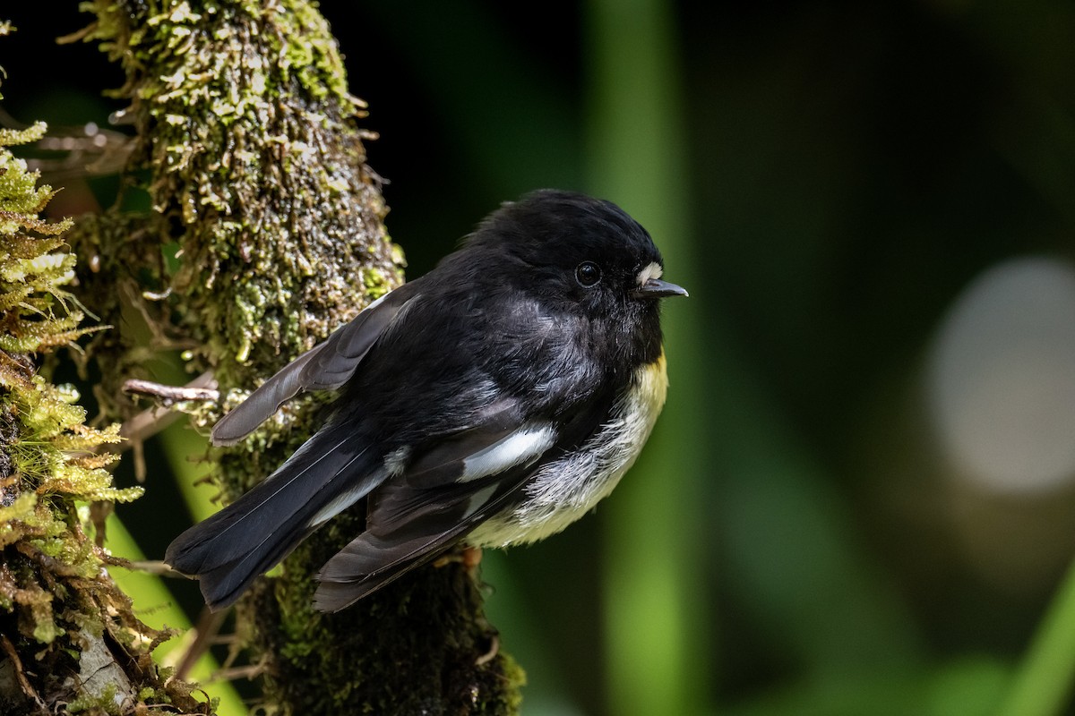 Maorischnäpper - ML647601432