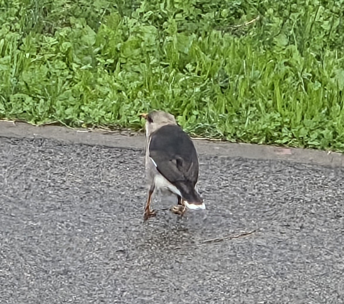 Vinous-breasted Myna - ML647601433