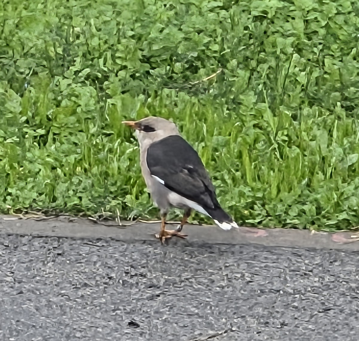 Fahlbürzelmaina - ML647601434