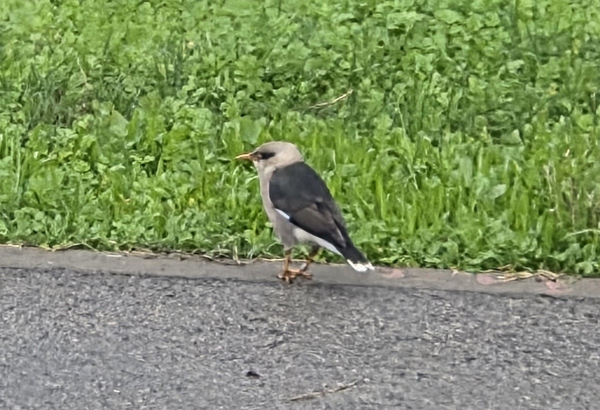 Vinous-breasted Myna - ML647601435