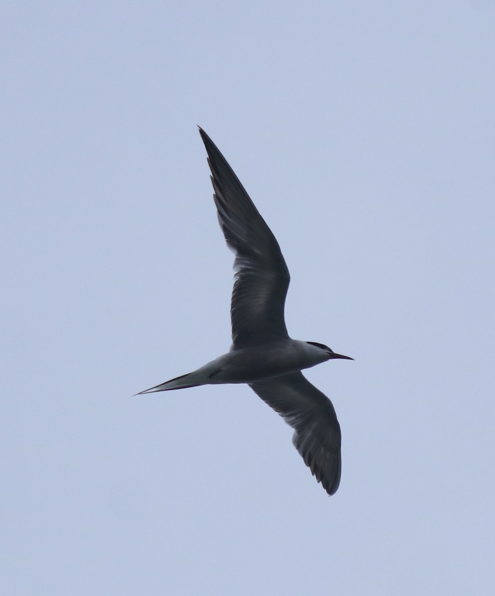 Flussseeschwalbe - ML647601438