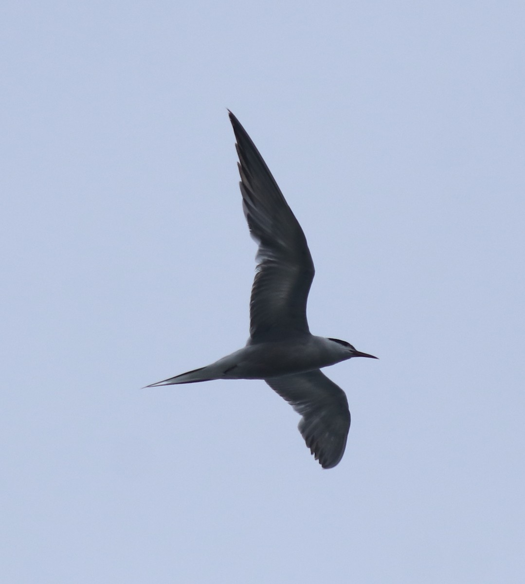 Flussseeschwalbe - ML647601440