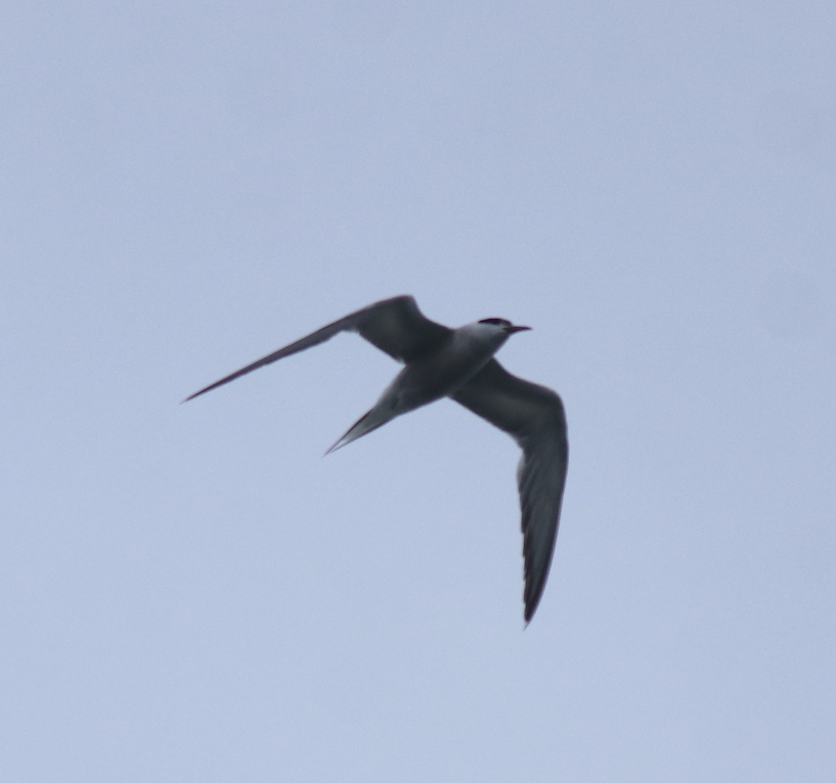 Flussseeschwalbe - ML647601441