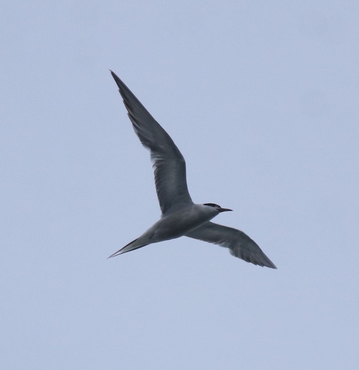 Flussseeschwalbe - ML647601442