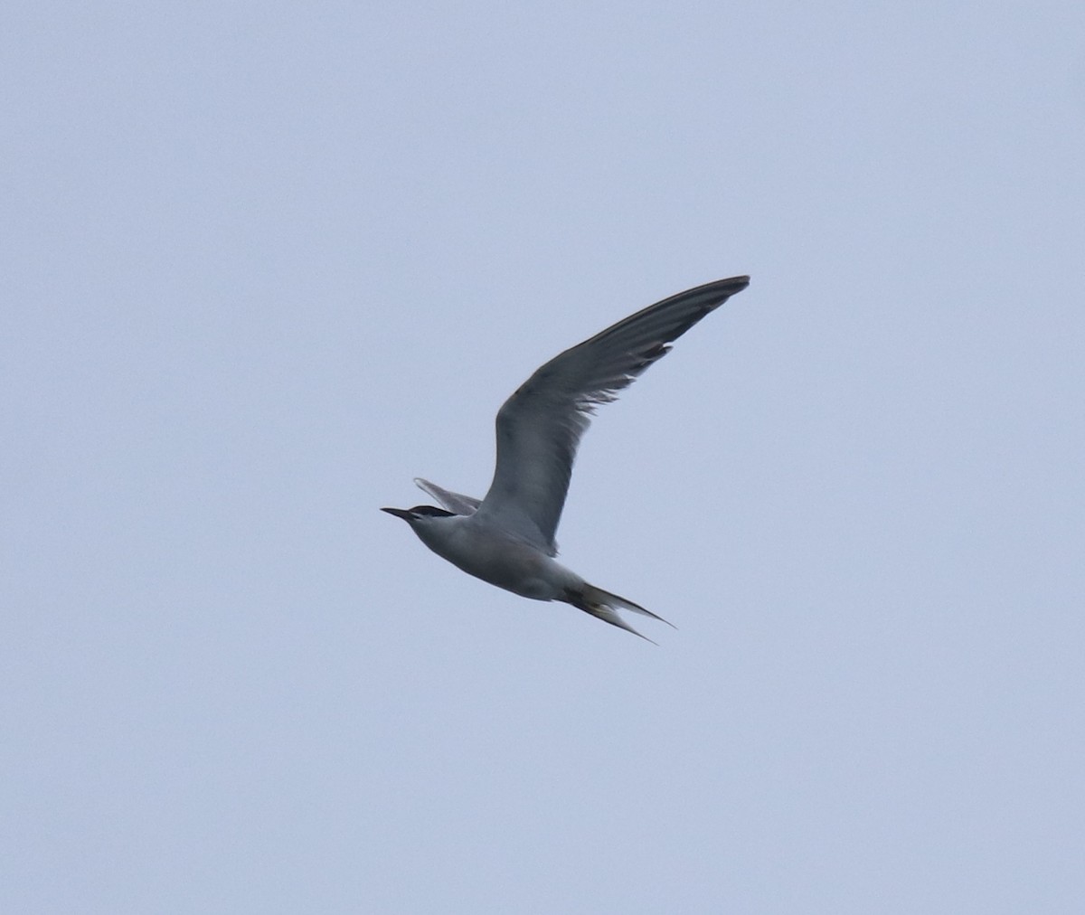 Flussseeschwalbe - ML647601444