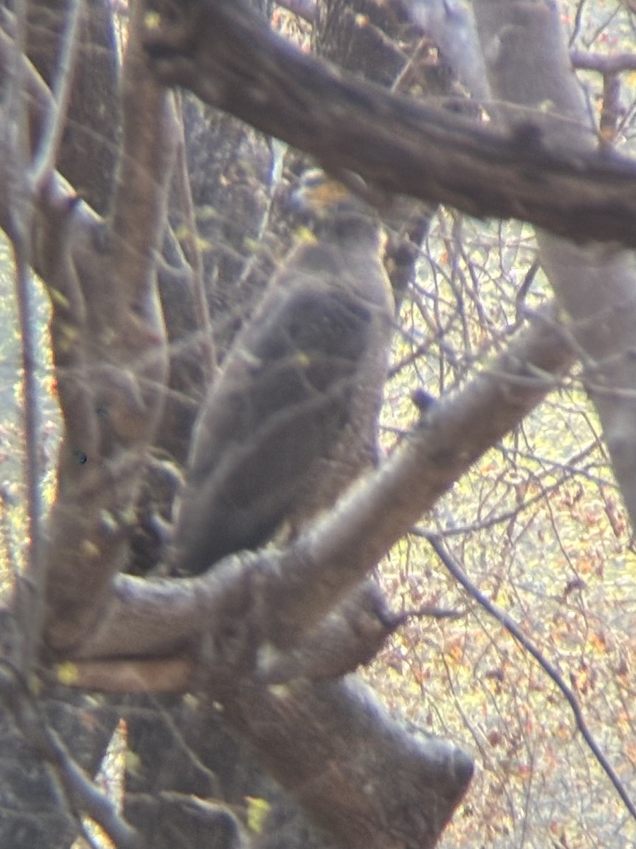 Haubenschlangenadler - ML647601449