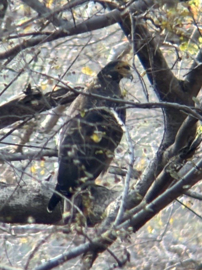 Haubenschlangenadler - ML647601450