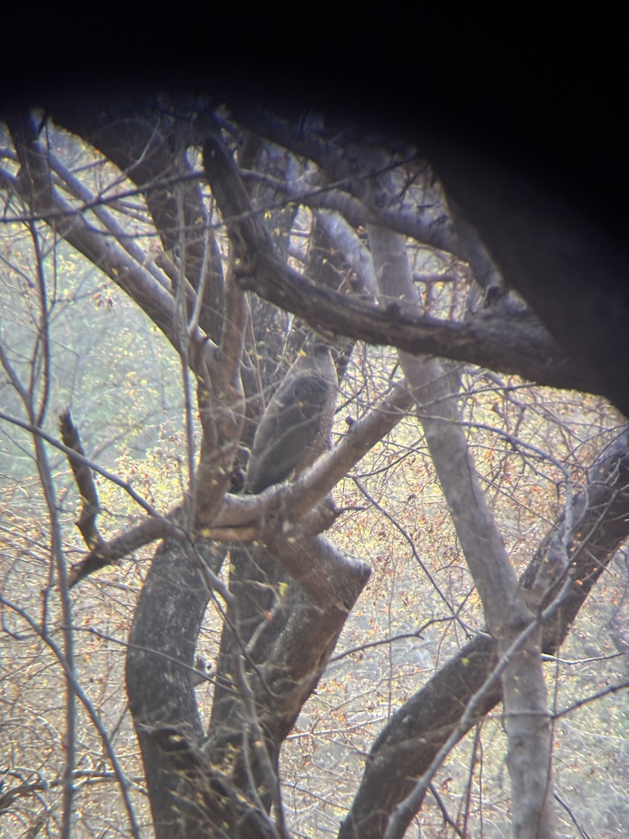 Haubenschlangenadler - ML647601451