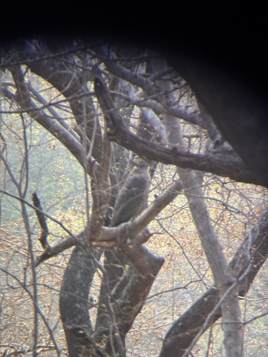 Haubenschlangenadler - ML647601452