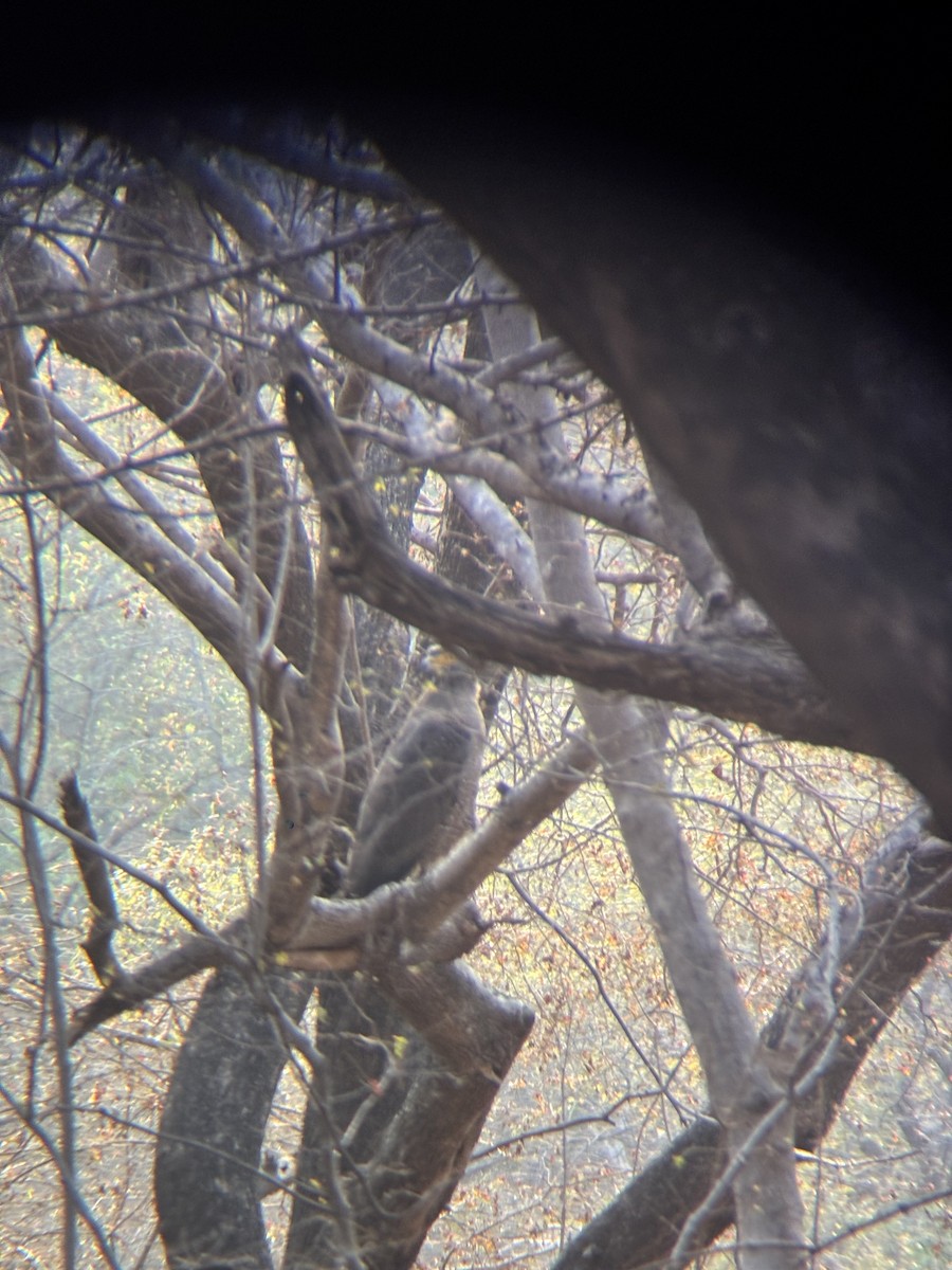 Haubenschlangenadler - ML647601453