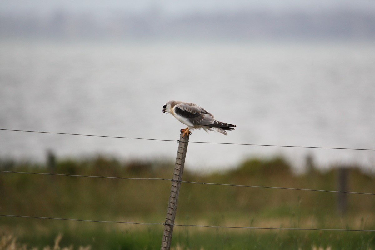 Australienaar - ML647601455