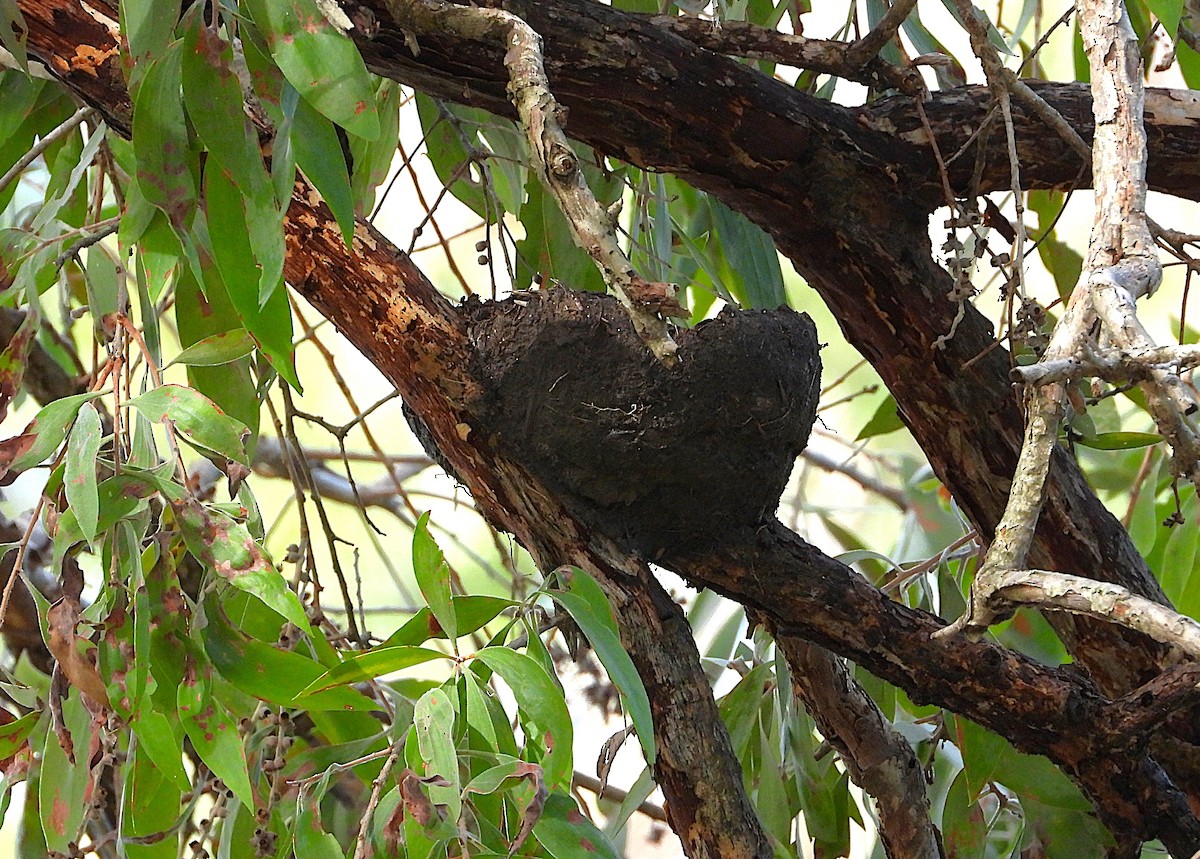 Stelzenmonarch - ML647601458