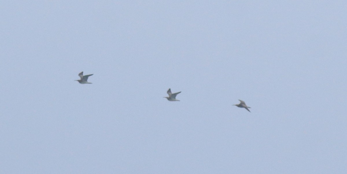 Regenbrachvogel - ML647601459