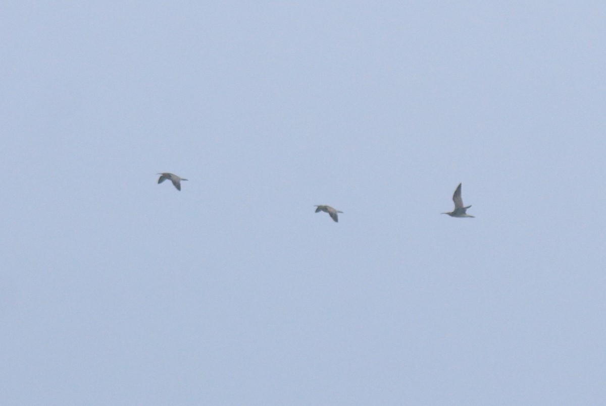 Regenbrachvogel - ML647601460