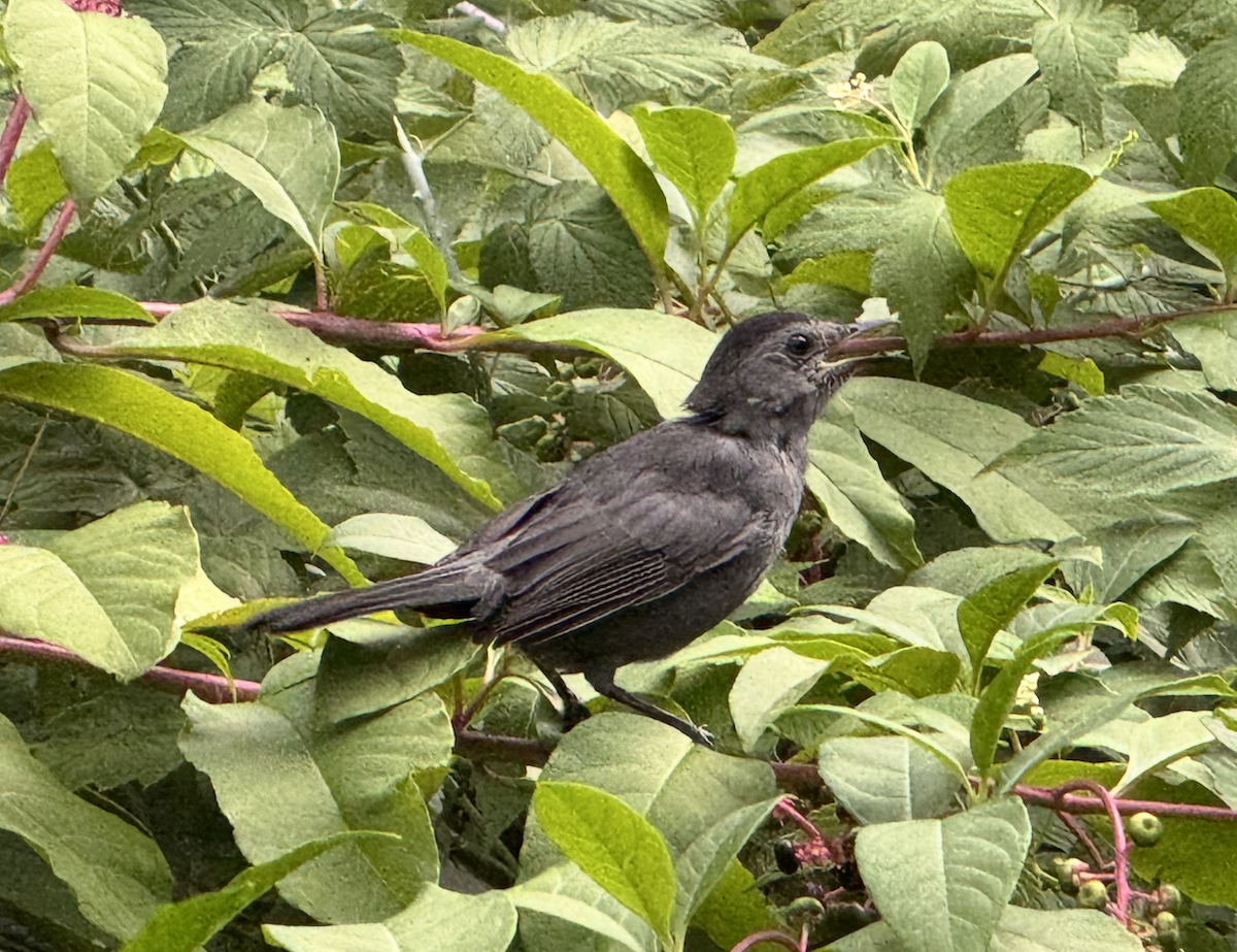 Katzenspottdrossel - ML647601461