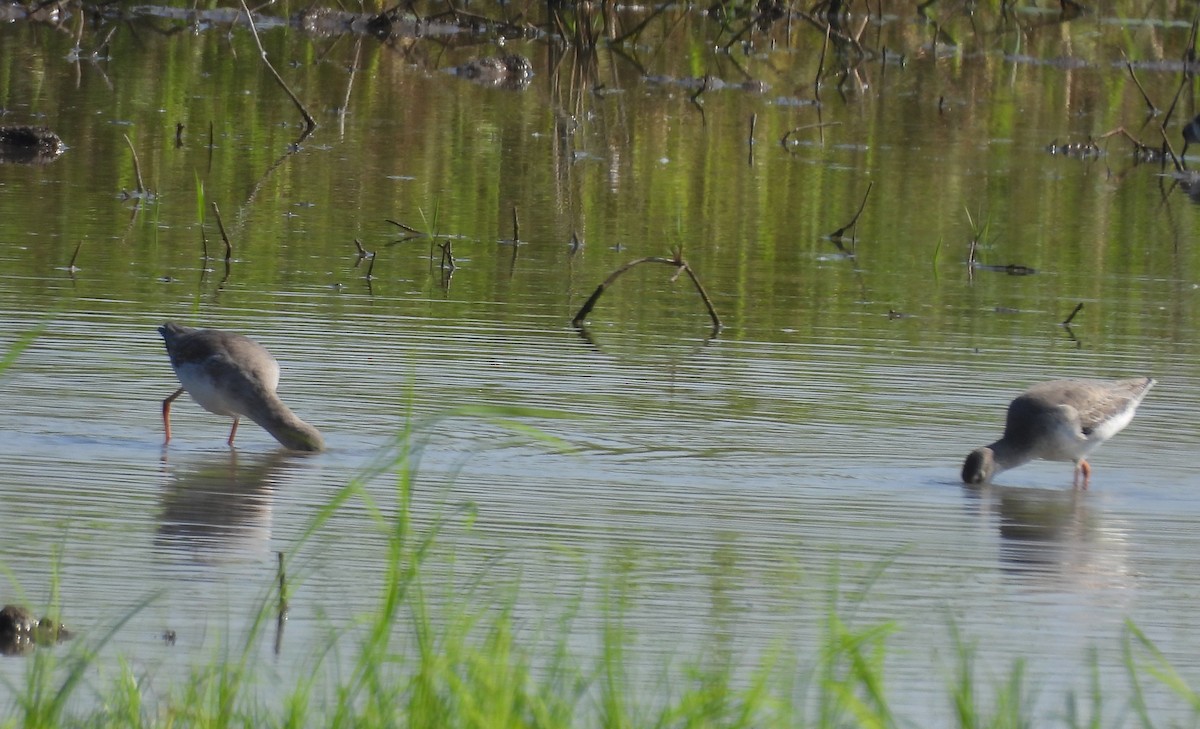 Uferschnepfe - ML647601467