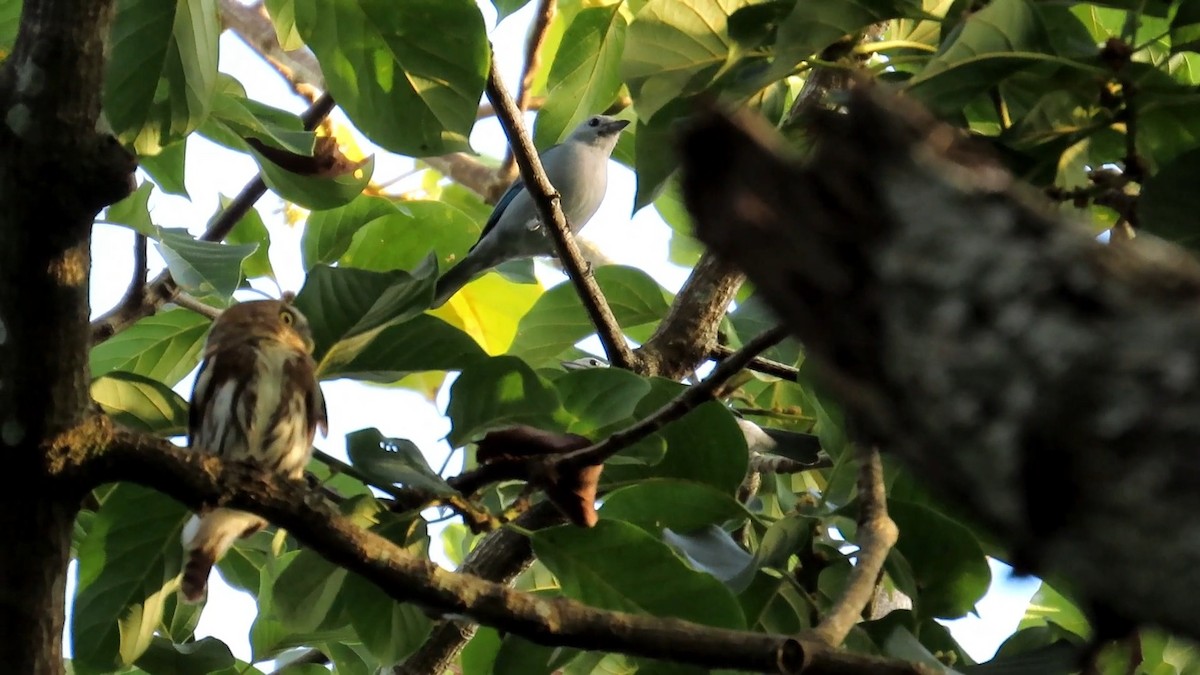 Brasilzwergkauz - ML647601468