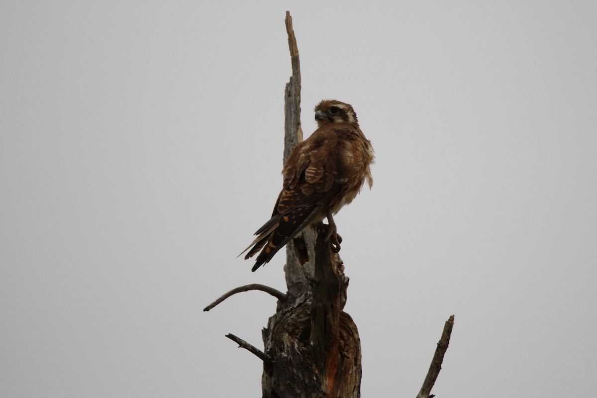 Brown Falcon - ML647601474