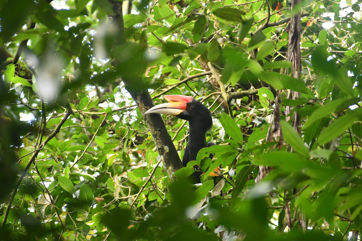 Rhinoceros Hornbill - ML647601485