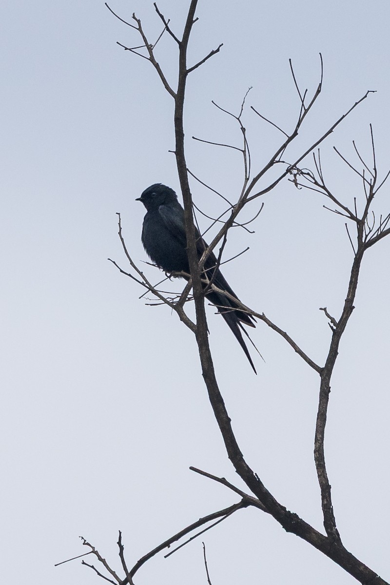 Black Sawwing - ML647601489