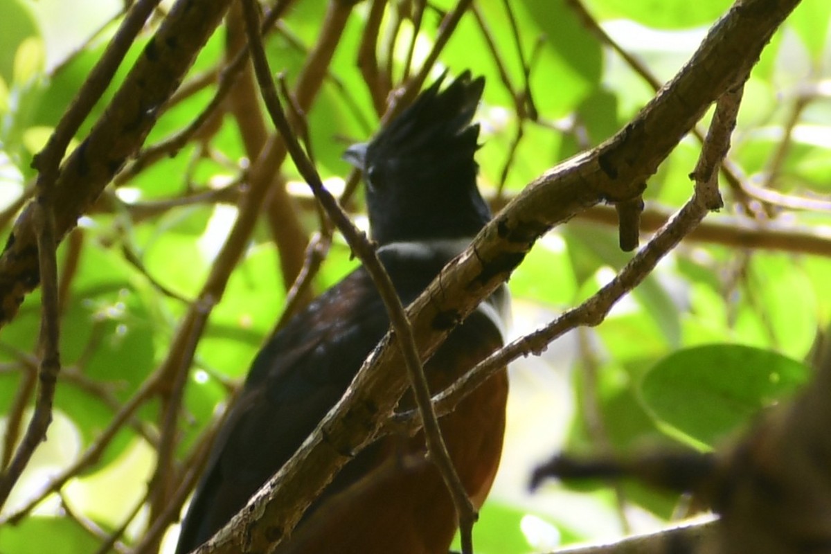 Chestnut-winged Cuckoo - ML647601496