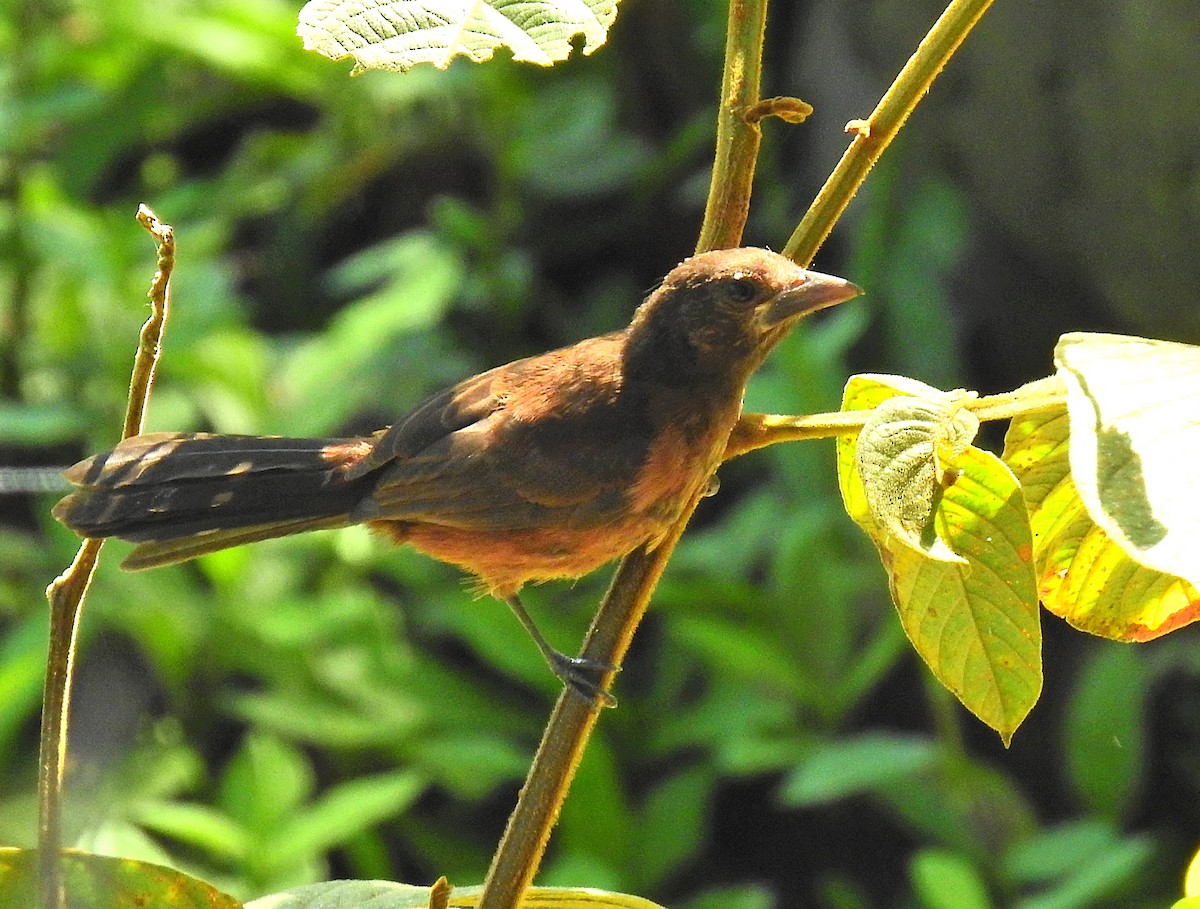 Silver-beaked Tanager - ML647601497