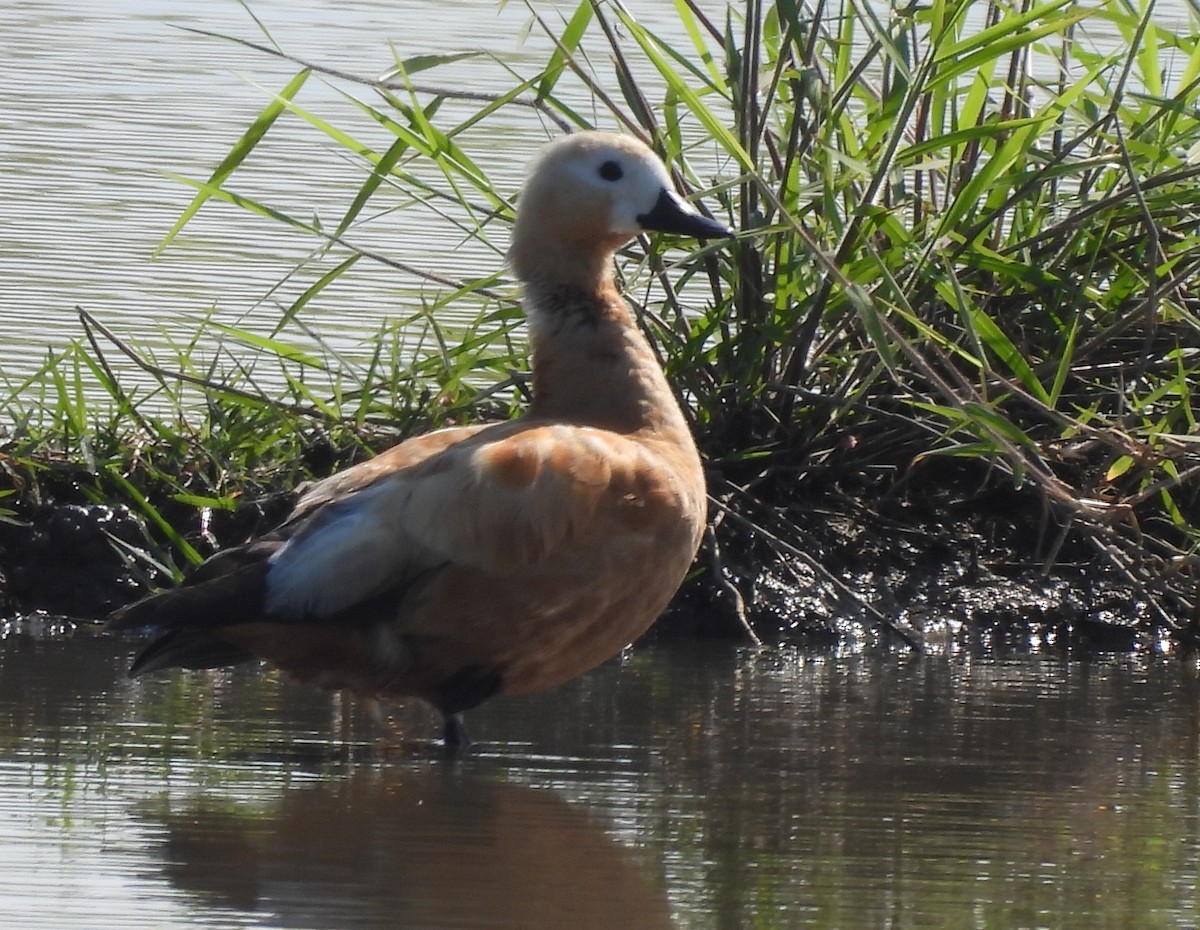 קזרקה חלודית - ML647601498