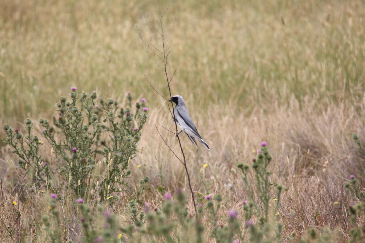 Black-faced Cuckooshrike - ML647601499