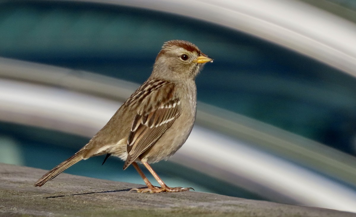 גיבתונית לבנת-כיפה - ML647601500