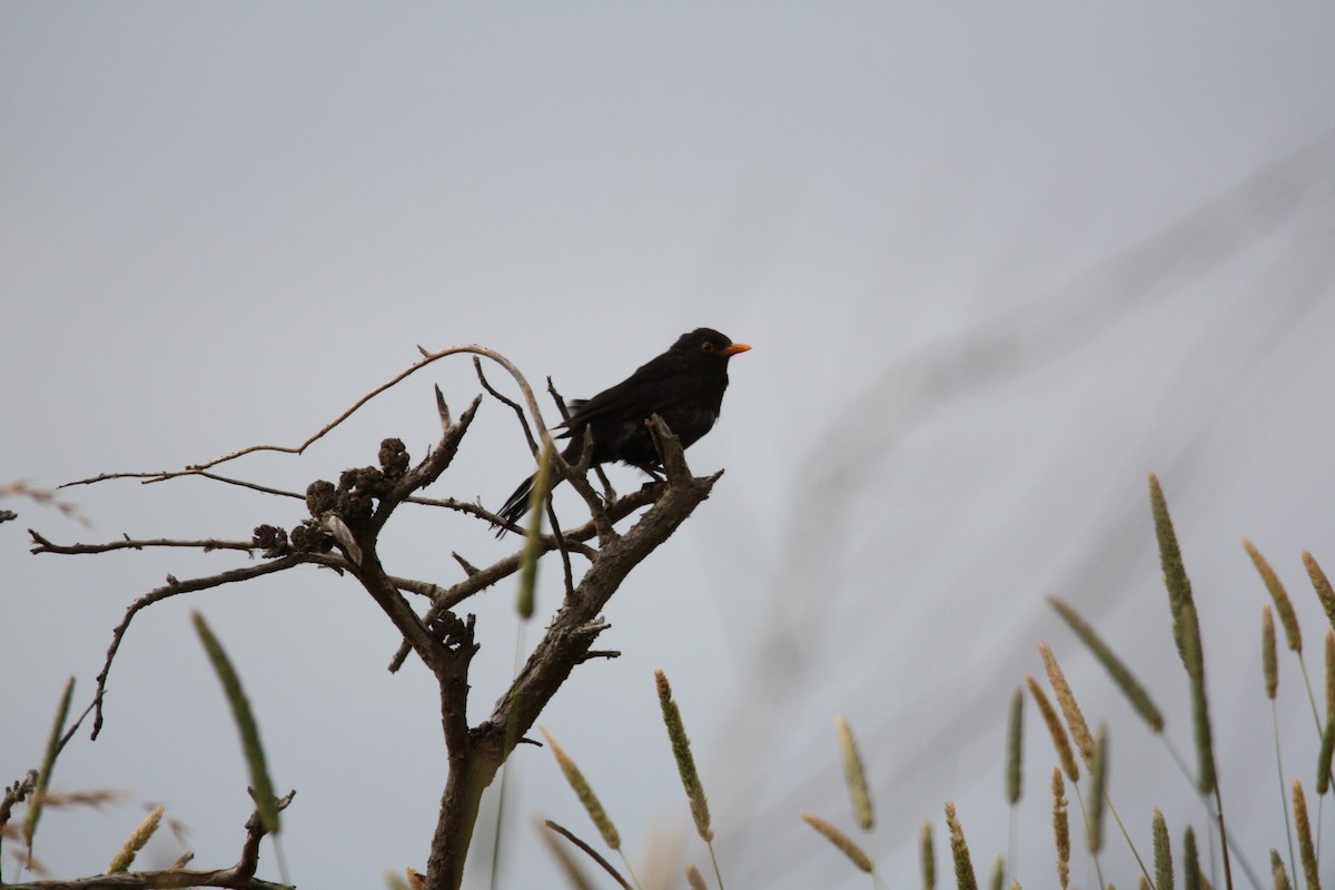 שחרור - ML647601501