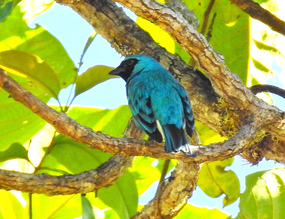 Swallow Tanager - ML647601503