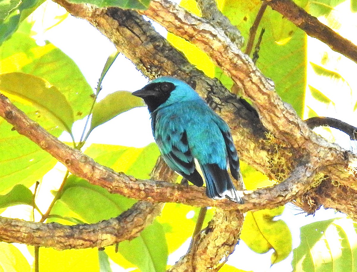 Swallow Tanager - ML647601504