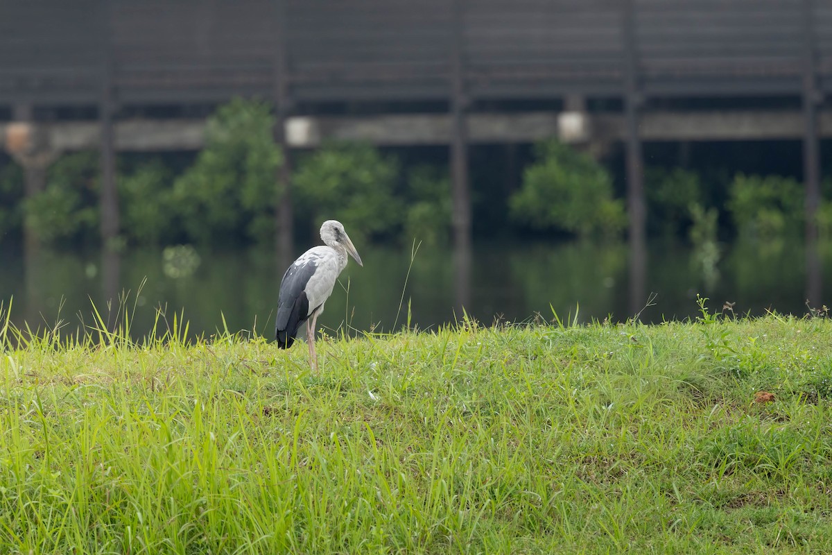 Asian Openbill - ML647601505