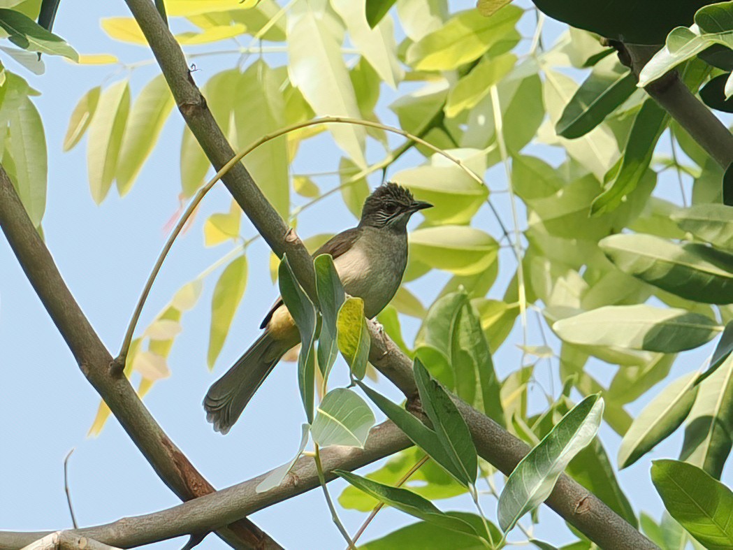 Streak-eared Bulbul - ML647601512