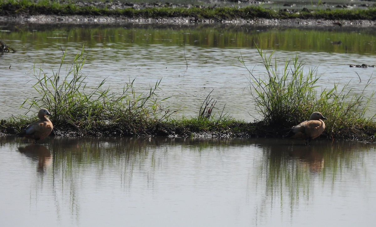 קזרקה חלודית - ML647601513