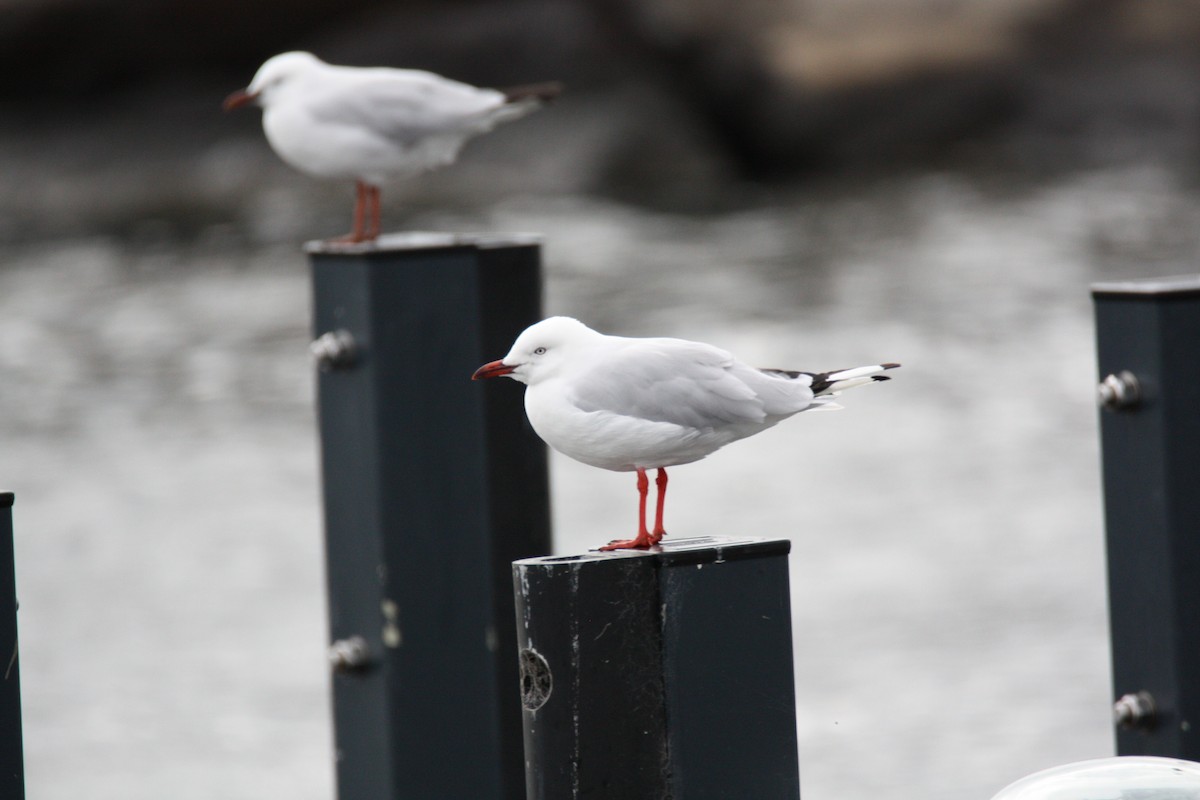 Silver Gull - ML647601517