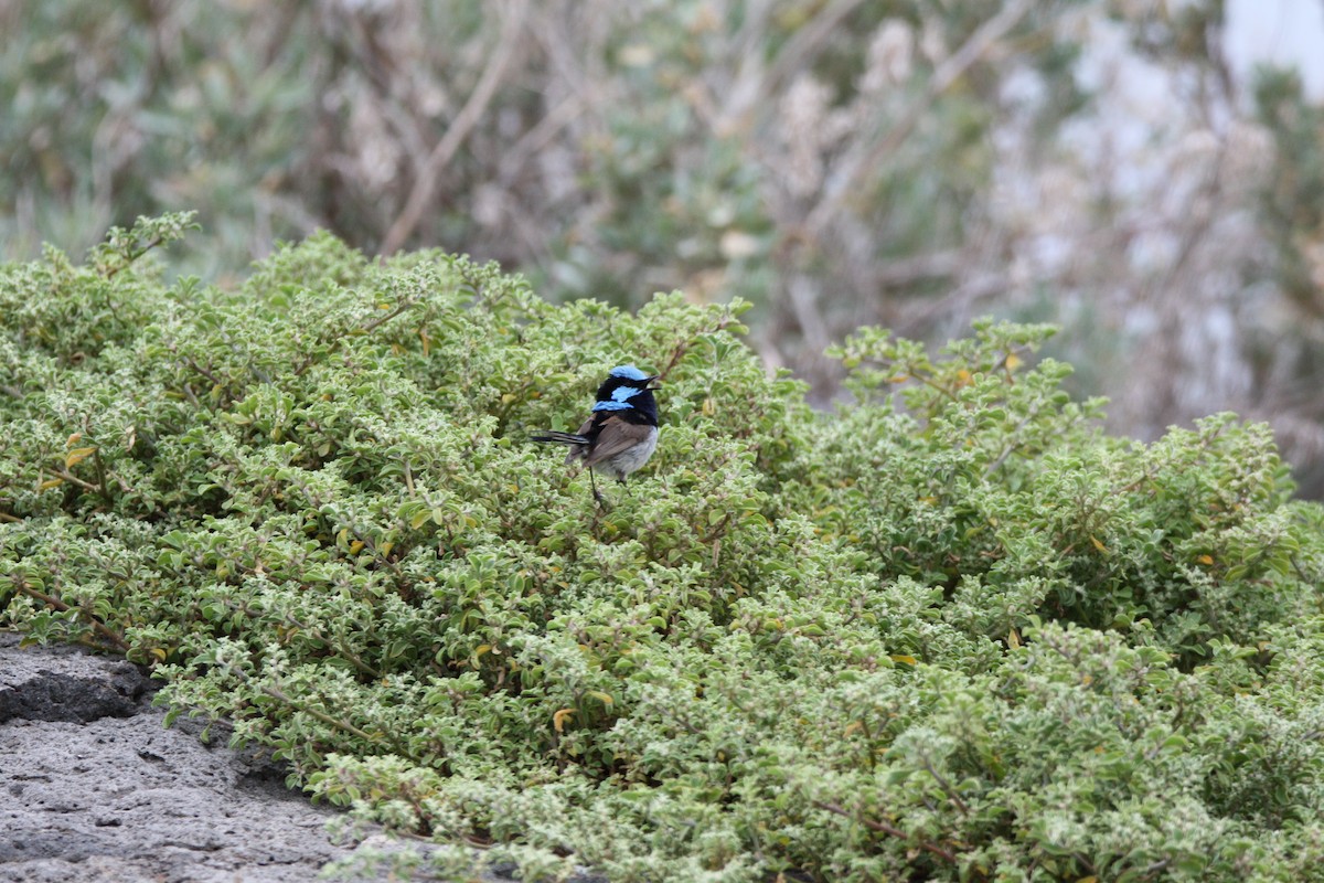 Superb Fairywren - ML647601519