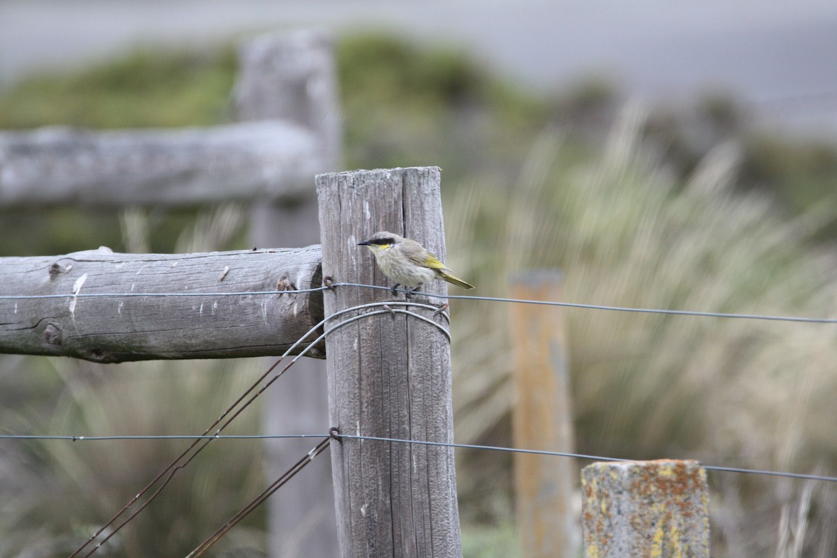 Singing Honeyeater - ML647601520