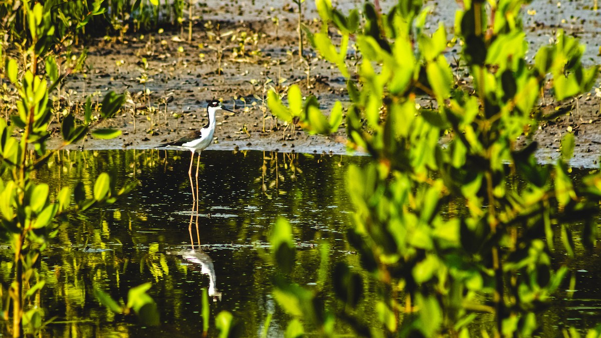 Black-necked Stilt - ML647601521
