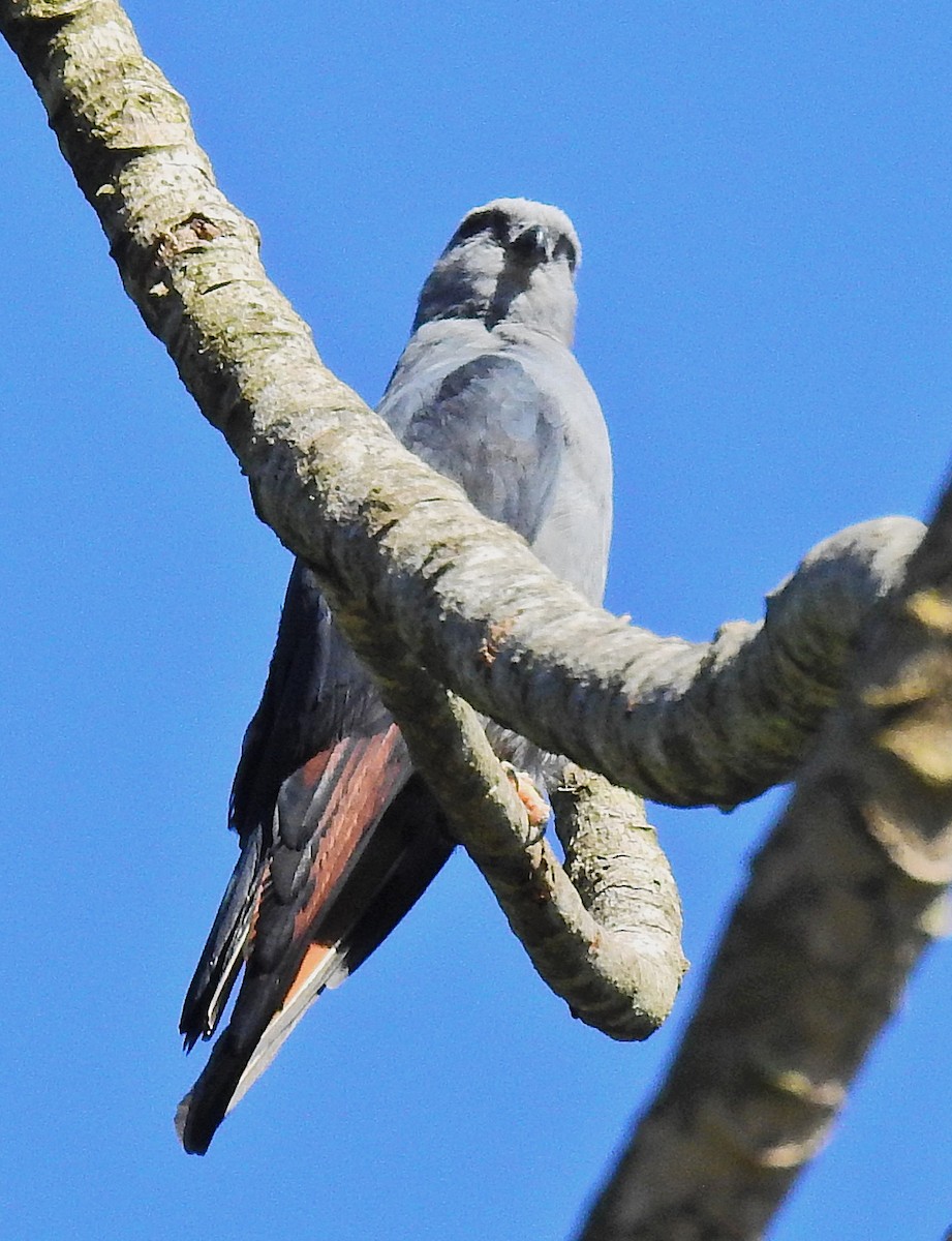 Plumbeous Kite - ML647601522