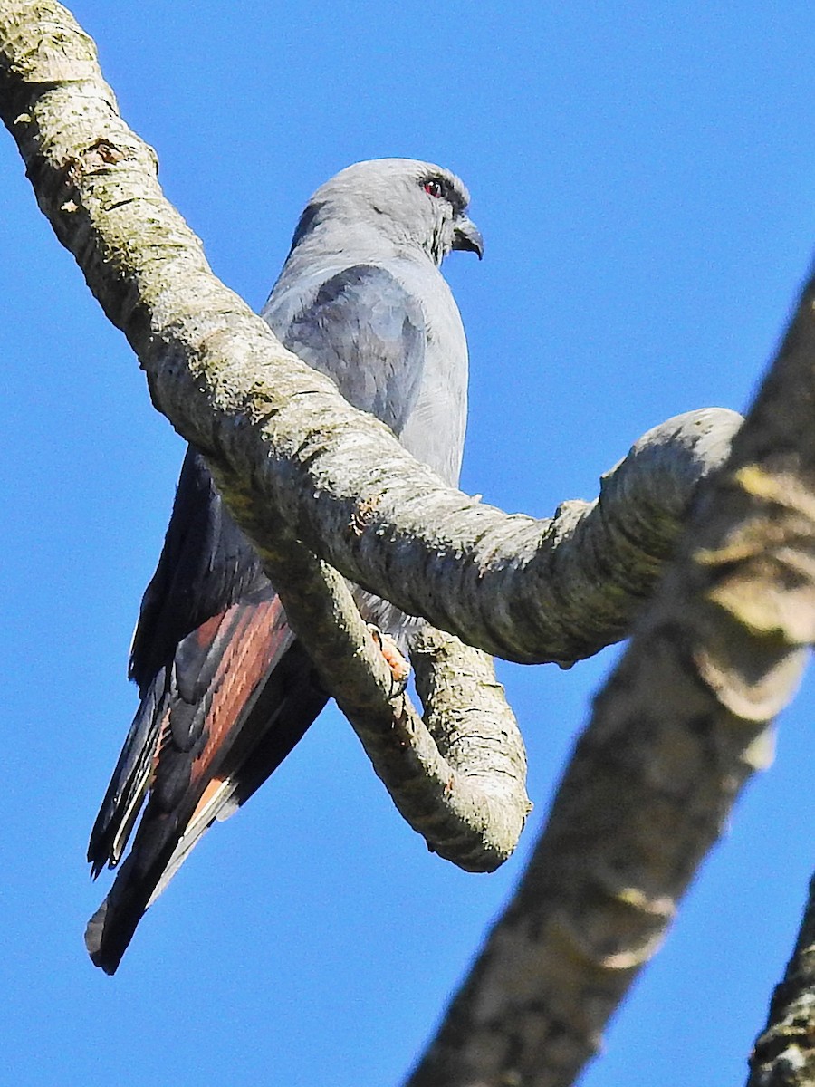 Plumbeous Kite - ML647601523