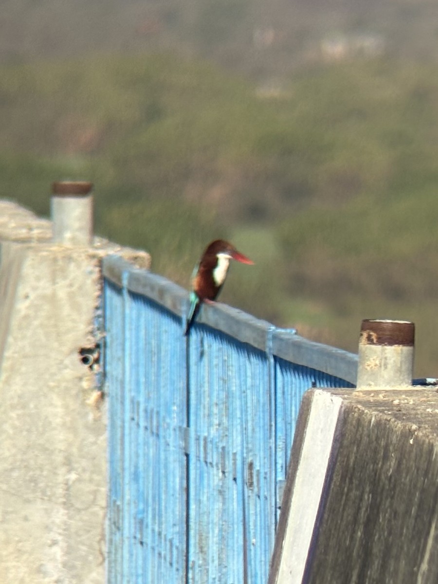 שלדג לבן-חזה - ML647601524