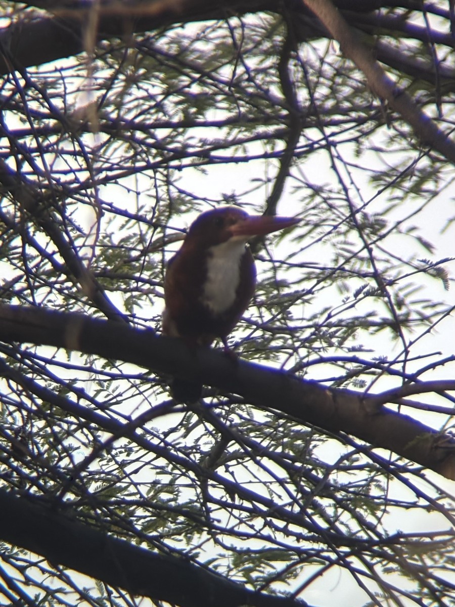 שלדג לבן-חזה - ML647601525