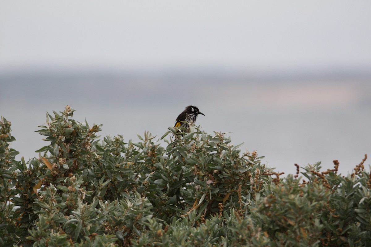 New Holland Honeyeater - ML647601526